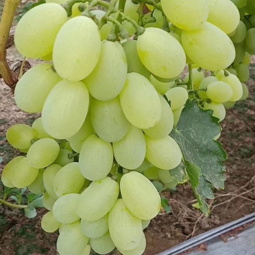 饶阳县 万亩葡萄