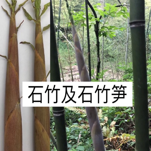 安吉县青皮竹 石竹