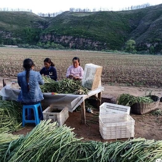 沁源县 新鲜芦笋质量优价格优