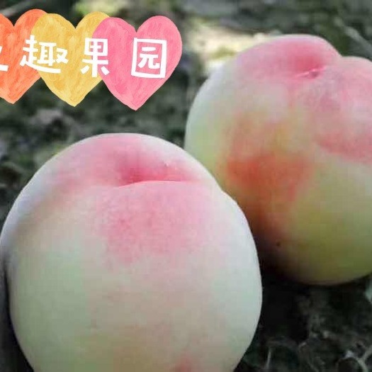 阳山水蜜桃新鲜桃子5两8个礼盒装当季水果现摘现发