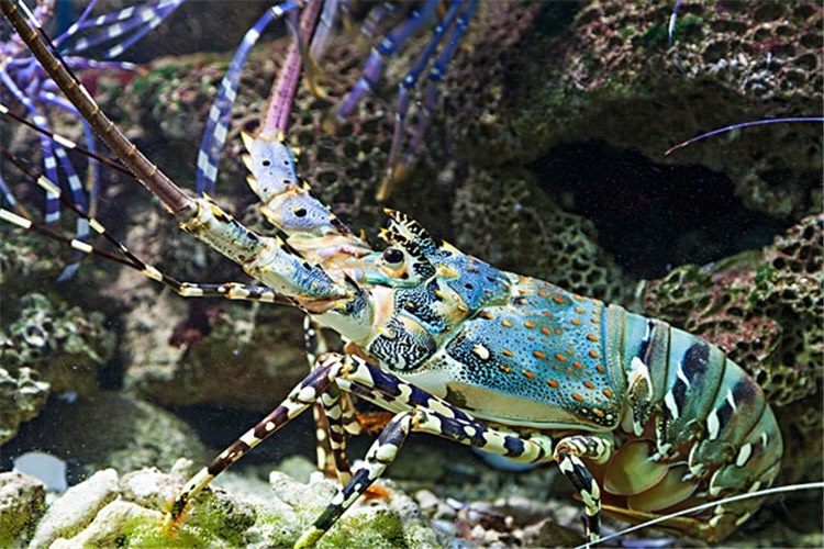 琼海市 自捞 海水观赏龙虾 水族宠物大龙虾 海水大龙虾
