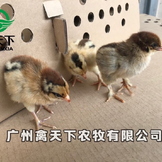 广州青脚麻鸡苗 快大青脚麻