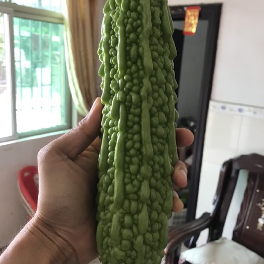 惠州 农家苦瓜自家农家种植批发