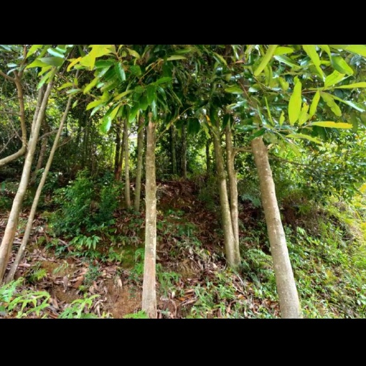 广州桶桂