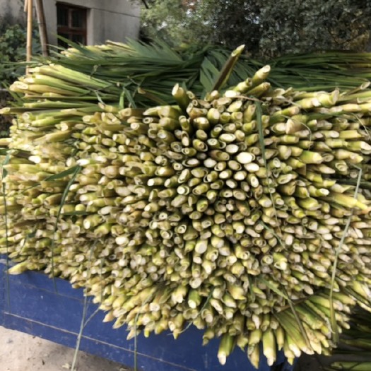 德清县 茭白新鲜上市，茭白