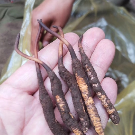 西宁 鲜冬虫夏草