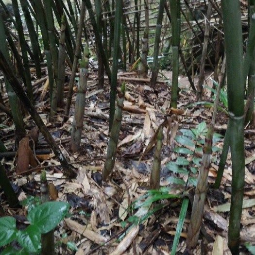 重庆市高山竹荪 大量上市