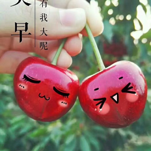 龙口市美早樱桃 拔尖大果，人工挨个挑选的