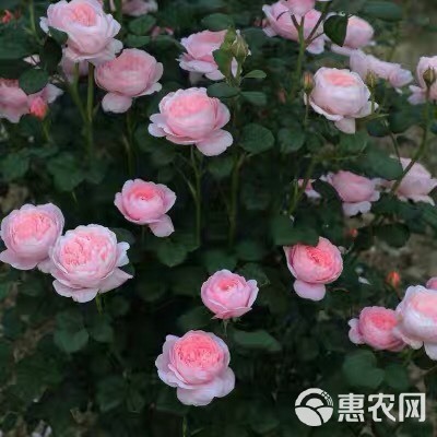 欧月  欧洲月季花苗 瑞典女王 四季开花 灌木浓香切花月季