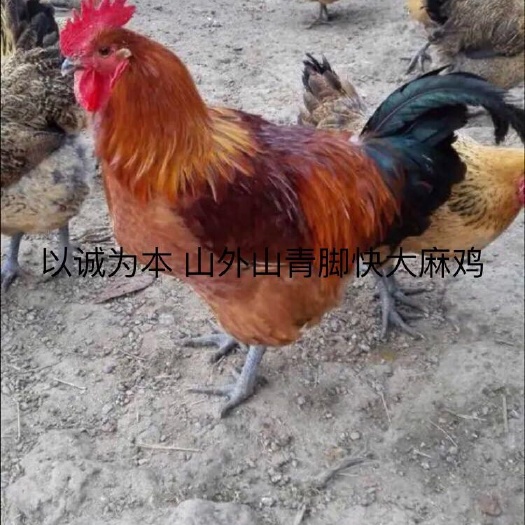 昆明 快大型大种青脚麻鸡苗 孵化场直销 高品质