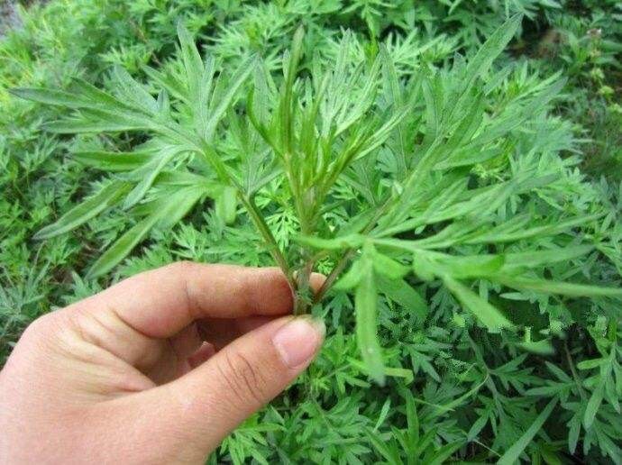 峨边县 艾草