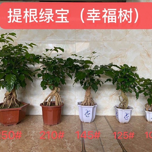 漳州幸福树盆栽  幸福树 提根绿宝  大小规格齐全  带盆发货  基地直销