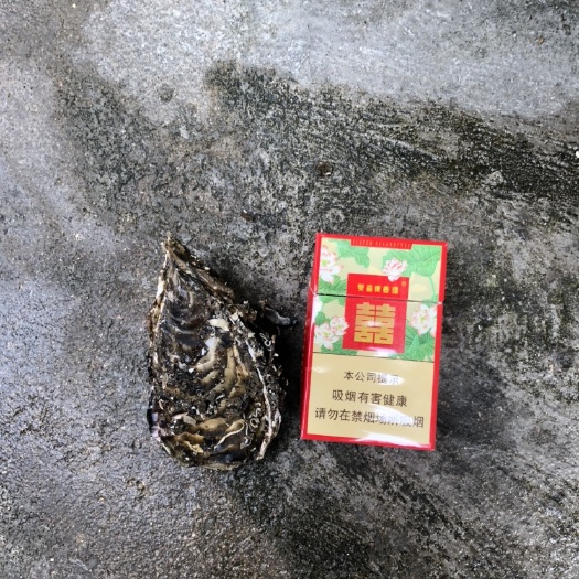 饶平县 牡蛎