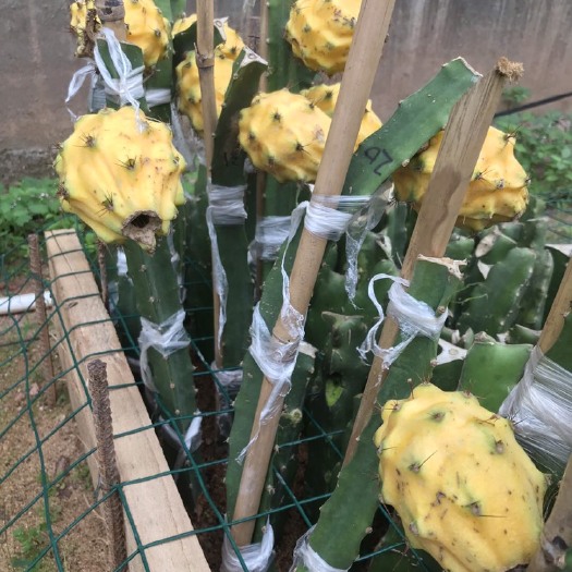 灵山县黄皮燕窝火龙果苗  麒麟果苗  嫁接苗  早产高产 易种植