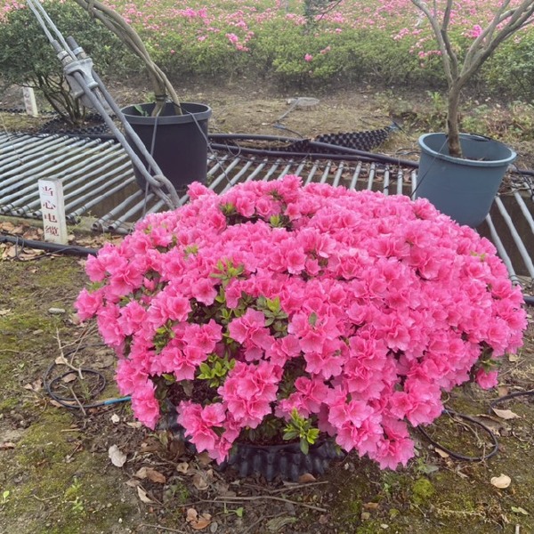 春鹃  东洋杜鹃花精品原生状元红圆球独棵