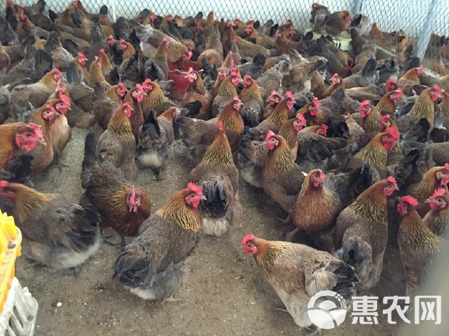 大种青脚麻鸡苗 铁脚麻鸡苗  快大型大种麻鸡苗 正规养殖场