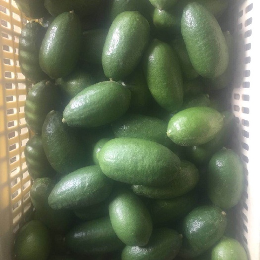 广州香水柠檬  香水无籽柠檬  量大从优 现摘现发 欢迎老板们选购