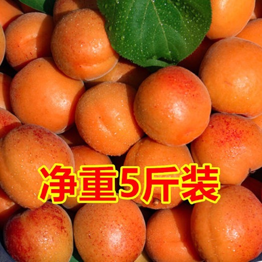 西安 杏陕西杏子水果新鲜采摘当季大杏酸甜杏农家杏子5斤