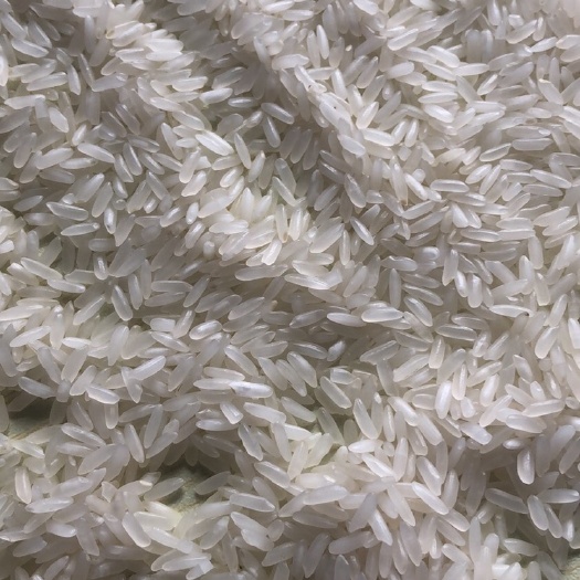 明光市一等品 一季稻 籼米