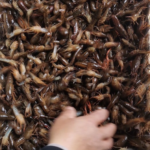 洪湖市小龙虾苗