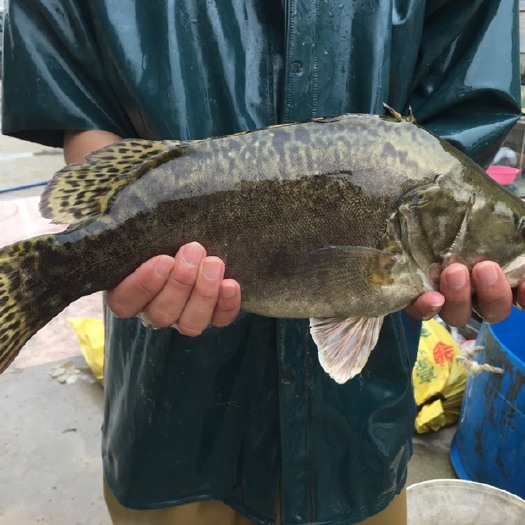 广州 优质桂花鱼苗活体淡水鳜鱼苗翘嘴鳜鱼肉食性养殖桂花季鱼桂鱼包邮