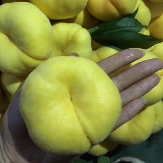 蒙阴县蒙阴蜜桃 大量上市