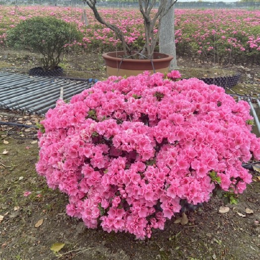 常州春鹃  东洋杜鹃花精品原生状元红圆球独棵