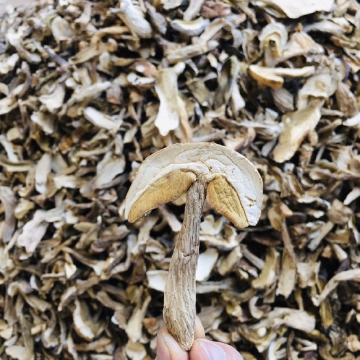 楚雄市 美味牛肝菌干片（白牛肝菌）2020新货。品质高中低都有