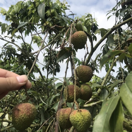 廉江市 5.18号廉江荔枝上市，肉多核小，为你精挑细选的荔枝。欢迎
