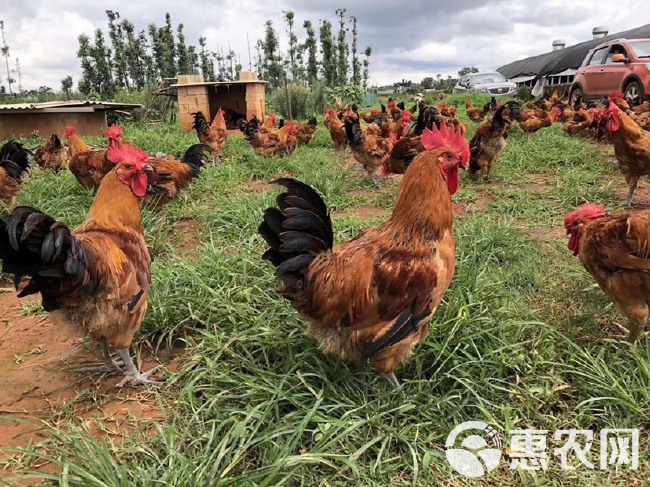 大种青脚麻鸡苗 铁脚麻鸡苗  快大型大种麻鸡苗 正规养殖场