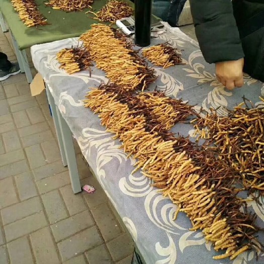 松潘县四川松潘的冬虫夏草假一赔十
