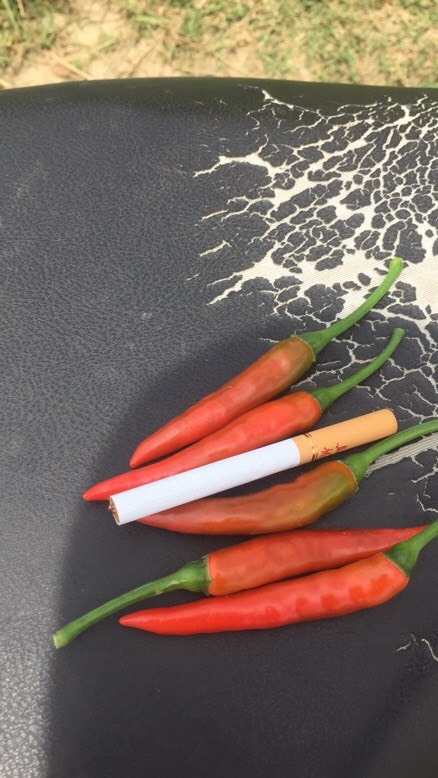 上林县红椒 特辣