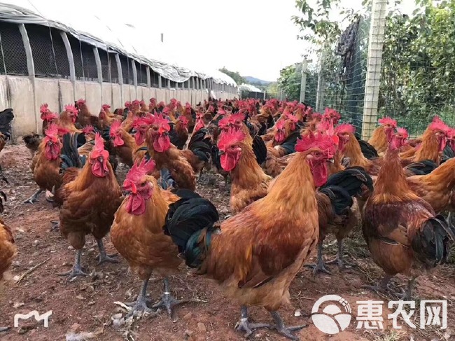 大种青脚麻鸡苗 铁脚麻鸡苗  快大型大种麻鸡苗 正规养殖场