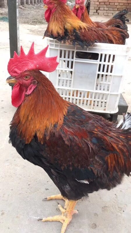南宁麻鸡苗 温氏麻6麻7，快大型麻鸡，新北麻鸡