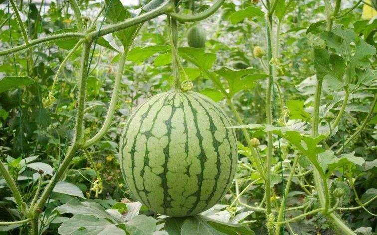 福州西農(nóng)8號(hào)西瓜 1斤打底 6成熟 1茬