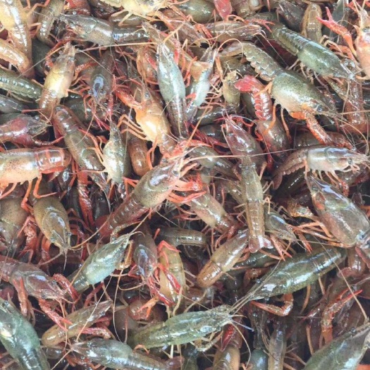 鱼台县小龙虾苗  微山龙虾苗