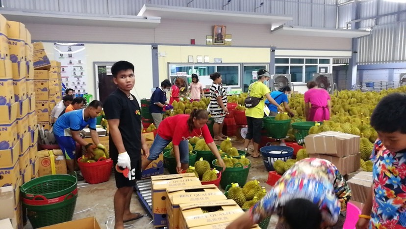 昆明 泰国金枕榴莲一级果AB果期货整柜散单支持一件代发