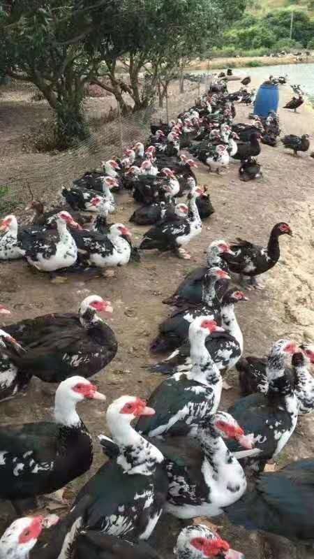 南宁黑番鸭苗  大花番鸭苗    正品  ！孵化场直销  打疫苗技术指导