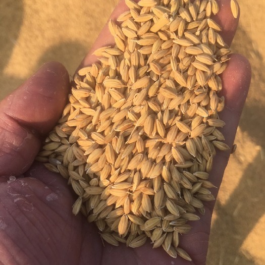 青岛 优质碱生稻稻谷，盐碱地上出产的优质稻谷