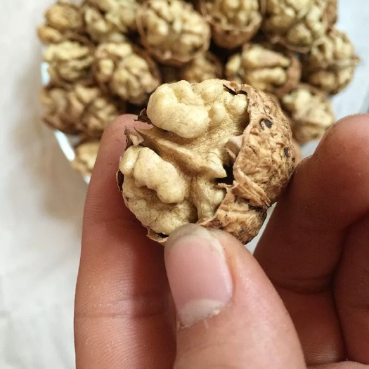 深圳红皮核桃 30mm以上 袋装 12-18个月