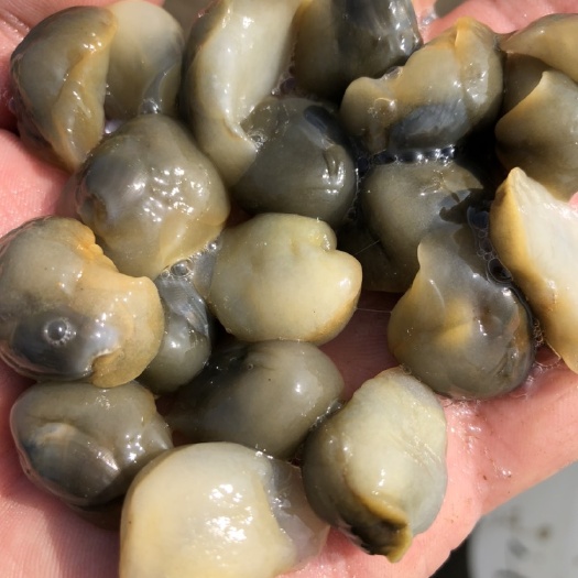 黄泥螺 鲜活水产