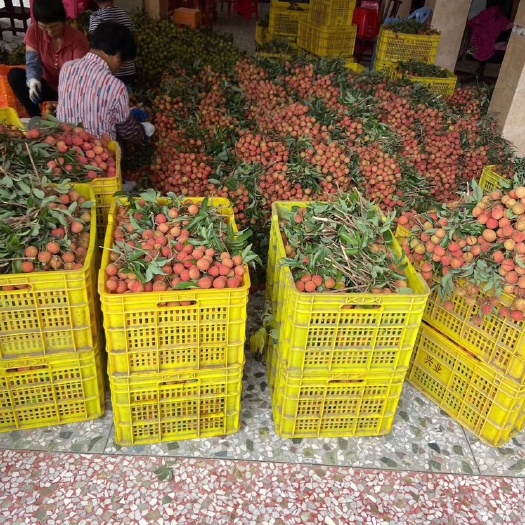 化州市白糖罂荔枝  白糖罂