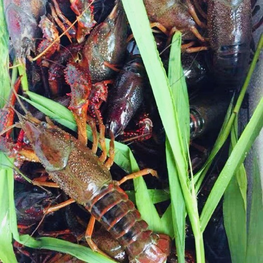 潜江市潜江小龙虾 7-27