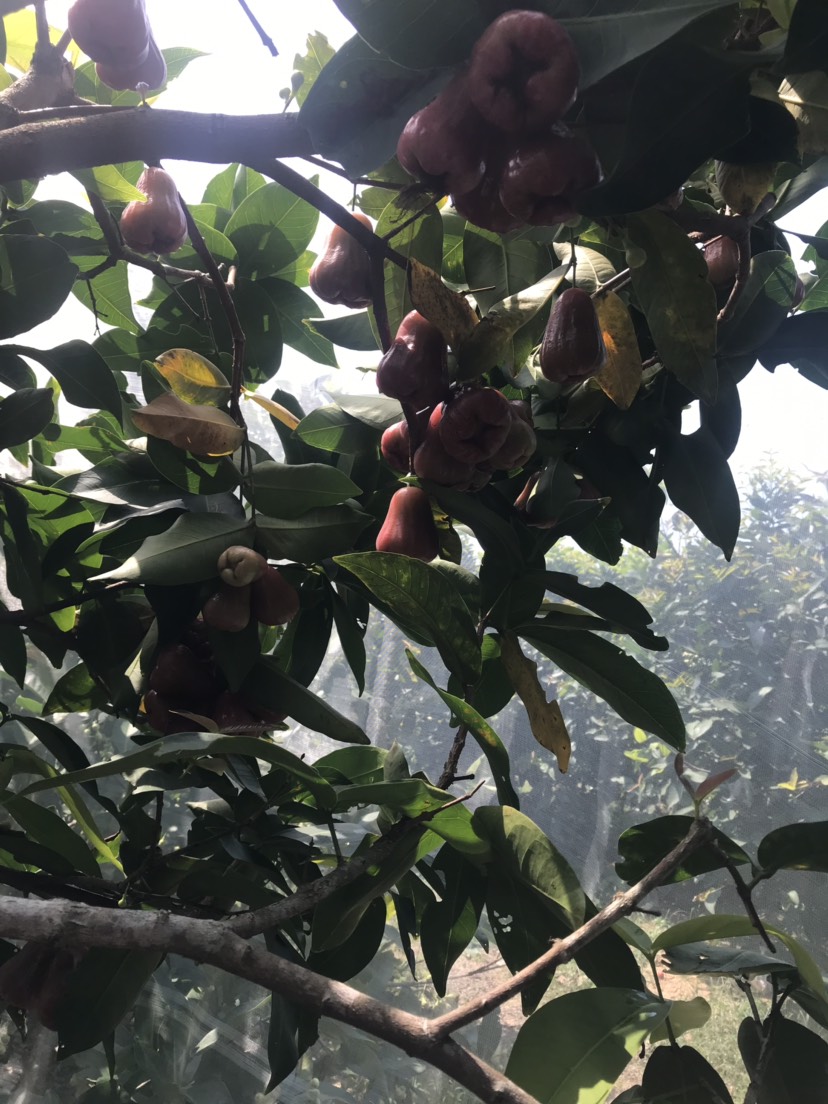  【促销包邮】海南莲雾新鲜水果   批发包邮