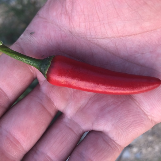 石城县种植大棚 精品小红椒充足货源大棚直销
