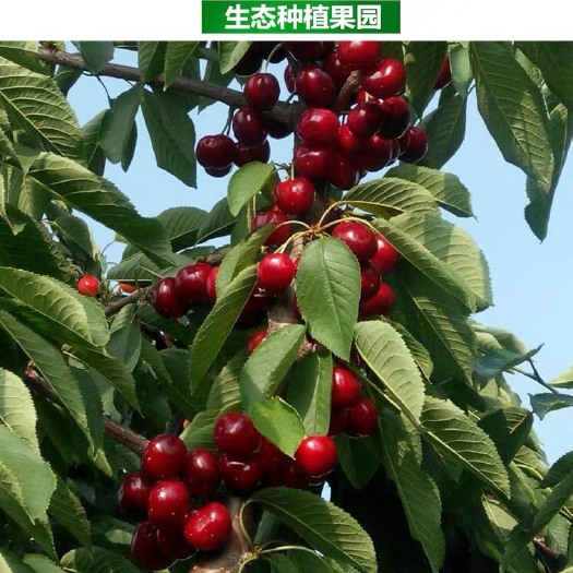 新密市 大樱桃