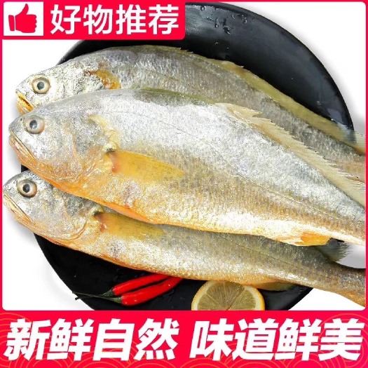 连云港大黄鱼   鲜活速冻黄花鱼！烧、炸、蒸、煮都适宜