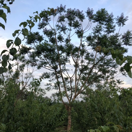 青神县 蓝花楹