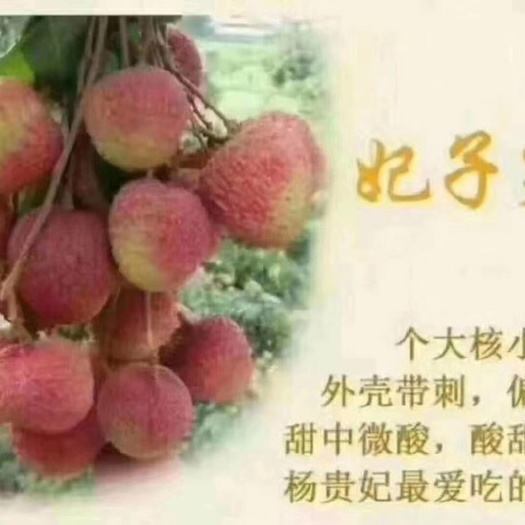 化州市妃子笑荔枝  妃子笑