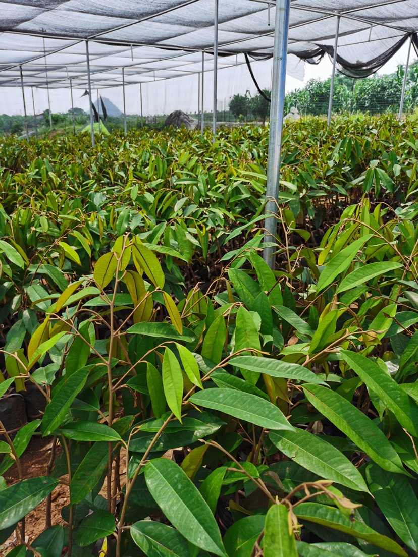 泰國紅寶石柚苗泰國青柚苗紅寶石柚子苗一年四季開花結果新品種泰國苗